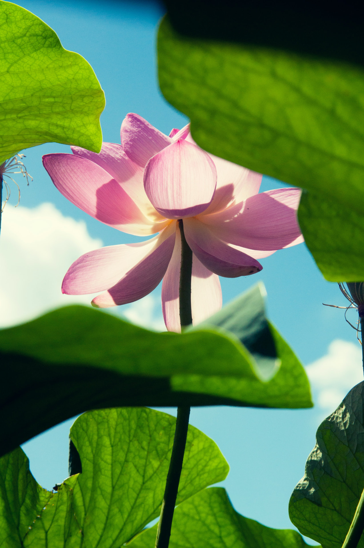 A pink lotus blossom seen from below through large green leaves against a blue sky